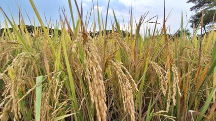 Golden Paddy of Indica Rice Nearing Harvest: Close-Up of Ripening Rice Field with Mature Stalks in an Agricultural Setting under Blue Sky