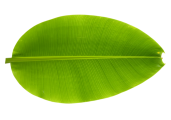Fresh banana leaf isolated on transparent background Generative Ai
