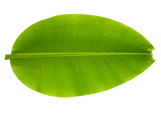 Fresh banana leaf isolated on transparent background Generative Ai
