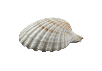 Obraz premium White elegant sea jacobean scallop shel isolated on transparent background 