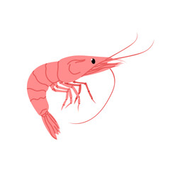 Seafood. Shrimp. Cute shrimp illustration isolated on white background.
