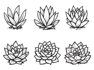 Sempervivum line art vector illustration