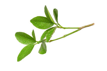 Branch green leaves isolated on white background	