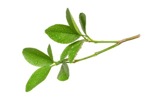 Branch green leaves isolated on white background	