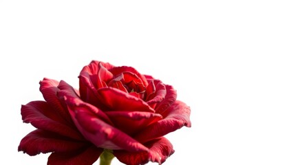 A single deep red rose blooms beautifully against a stark white background showcasing its velvety petals and delicate stem.