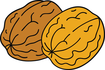 walnuts with white background