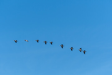 Weißwangengänse fliegend © H. Rambold