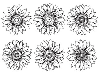Sunflower line art vector illustration