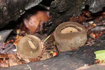 キウイフルーツそっくり、全身毛深いオオゴムタケ茸（自然環境下ストロボマクロ撮影）