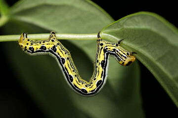 白黒黄色のおしゃれなヒロバトガリエダシャクの幼虫（自然環境下マクロ撮影）