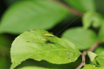 春の新緑、葉の上に黒い側線模様の入ったヤマクダマキモドキの一齢幼虫（自然環境下ストロボマクロ撮影）