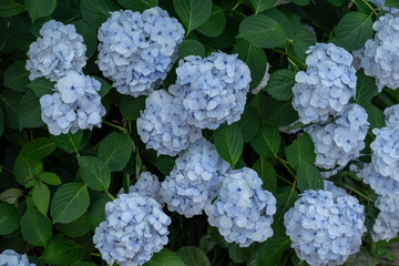 淡青色の紫陽花と緑の葉のコントラスト