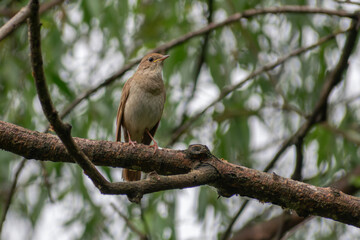 Thrush Nightingale singin a song in the spring forest