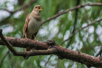 Thrush Nightingale singin a song in the spring forest