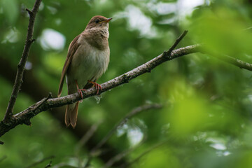 Thrush Nightingale singin a song in the spring forest