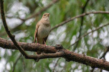 Thrush Nightingale singin a song in the spring forest