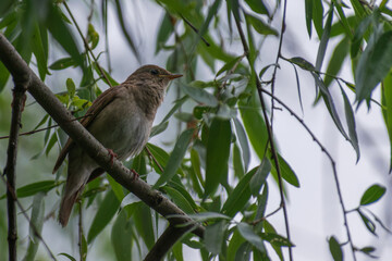 Thrush Nightingale singin a song in the spring forest
