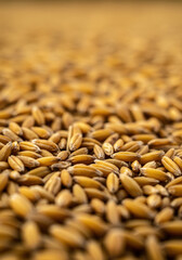 Obraz premium A detailed macro photograph showcasing numerous golden grains with a focus on texture.