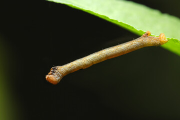 オレンジヘッドに背面の黒紋が特徴のヨモギエダシャク蛾幼虫（自然環境下ストロボマクロ撮影）