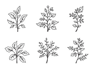 Trumpet Vine line art vector illustration
