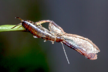 European Earwig (Forficula auricularia) Feeding on Dry Leaf