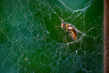 Close-Up of Dead Housefly Trapped in Spider Web