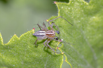 Graceful-legs Lynx Spider (Oxyopes gracilipes) on Green Leaf