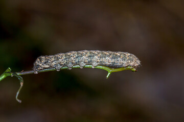 Cutworm Caterpillar (Noctuinae) Resting on Plant Stem