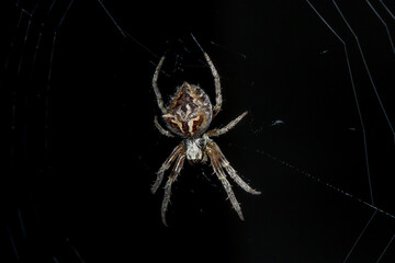 Orbweaver Spider (Araneidae) Hanging in Web at Night