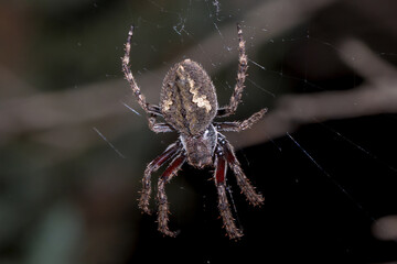 Large Araneid Spider (Araneidae) in Dark Web Setting