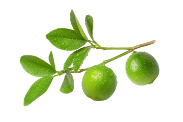 Green lime on tree branch isolated on white