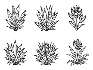 Yucca line art vector illustration