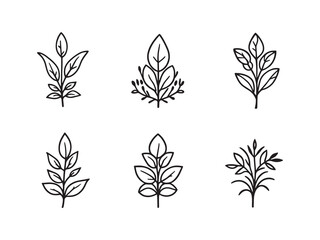 ZZ Plant line art vector illustration