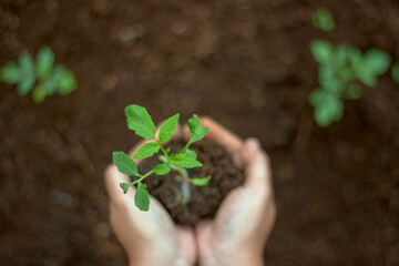 Beautiful morning view indonesia panorama landscape paddy fields with beauty color and sky natural light
