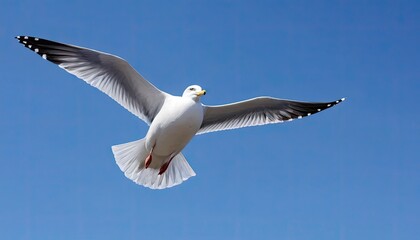 Fototapeta premium Majestic Seagull in Flight Against a Clear Blue Sky