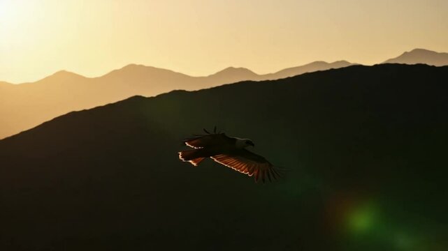 Flight of a vulture in the wild nature of the highlands of the Caucasus. A bird of prey high in the sky against the backdrop of mountains and the setting sun.