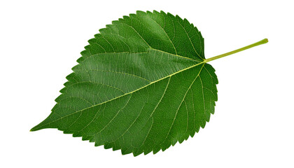 Obraz premium leaf of mulberry isolated on transparent background