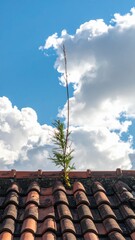 Contrast of Hard Rooftop Lines and Soft Nature Elements Against Sky