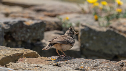 Haubenlerche (Galerida cristata) an der Costa Vicentina in Portugal, im Hintergrund Felsen sowie grüne und gelbe Plfanzen, Großaufnahme seitlich von hinten
