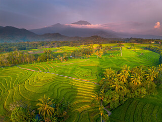 Beautiful morning view indonesia panorama landscape paddy fields with beauty color and sky natural light