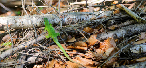Green lizard with vibrant colors and many tones of green on the branch of the tree