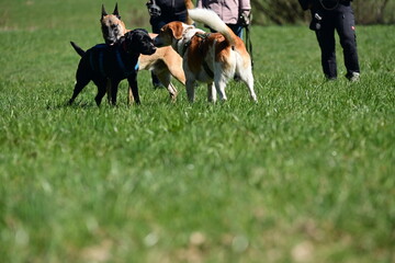 Hundebegegnung auf einer Wiese. 3 unterschiedliche Hunde beschnuppern sich
