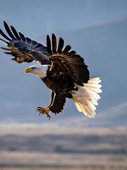american bald eagle
