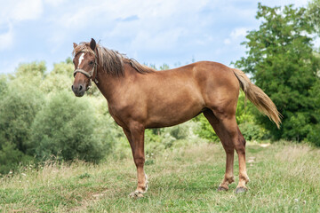 A horse grazes in a sunny meadow
