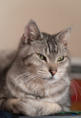 くつろぐ可愛い猫　サバトラ猫