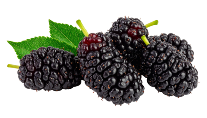 mulberry fruit, toot, isolated on transparent background