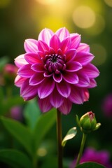 Obraz premium Pink-purple dahlia, sunlit summer garden scene, ample copy space , nature, purple