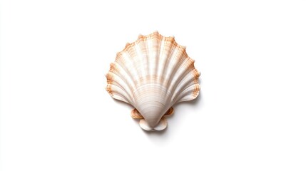 Seashell elegance on white background
