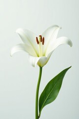 Obraz premium Single pristine white lily blossom, pure white background, innocence, fresh