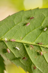 Aphids and whiteflies infesting a green leaf: pests destroying crops